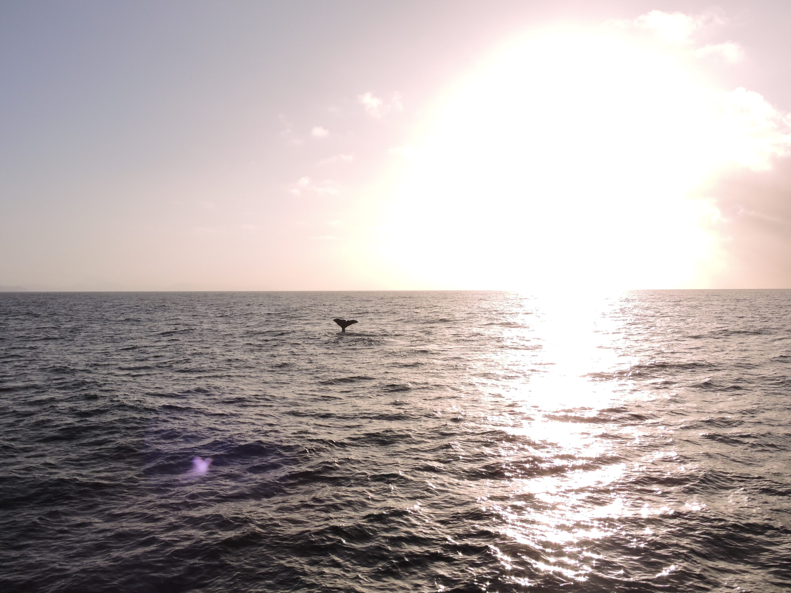 Baleines Andenes Norvège